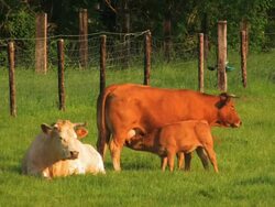 PAL:Cattle Stock Footage