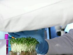 Genetic Selection Stock Footage