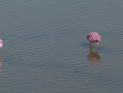 Roseate Spoonbills Feeding Stock Footage