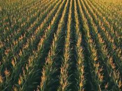 CU AERIAL Shot of Cornfield / Fort Colins, Coloarado, United States Stock Footage