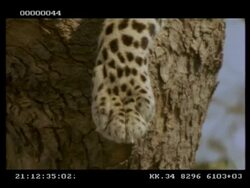 Leopard, Panthera pardus,  foot hanging out of tree, CU, Botswana Stock Footage
