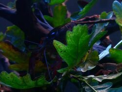 fish in large aquarium Stock Footage