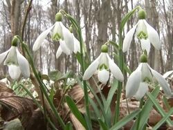 HD: Snowbells Stock Footage