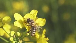 Pollination of oilseed rape crops Stock Footage