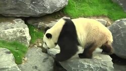 Newly arrived pandas make public debut Instructional Video