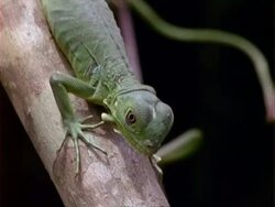 Lizard, CU lizard walks down branch, followed by another, both stops, pulls out;; Panama; Stock Footage
