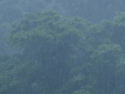 MS Torrential rain in rainforest / Bukit Lawang, North Sumatra, Indonesia Stock Footage
