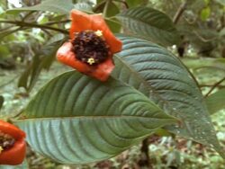 Hot Lips Plant (Psychotria poeppigiana) Stock Footage