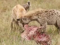 MS TS Two spotted hyena eating wildebeest / National Park, Africa, Kenya Stock Footage