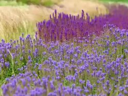 MS Shot of park with fields of grass and blue salvia / Losheim am See, Saarland, Germany Stock Footage