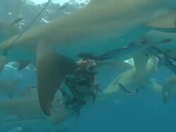 Low Angle hand-held - Sharks swarm around bait near the surface of the water. Stock Footage