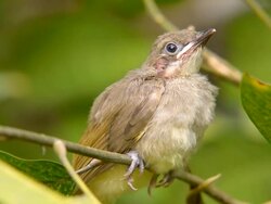 Baby Yellow Bulbul Stock Footage