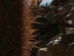 ECU TU Shot of Cardon Grande Cactus, Echinopsis species atacamensis in Atacama desert / San Pedro de Atacama, Norte Grande, Chile Stock Footage