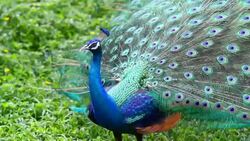 Beautiful peacock Stock Footage