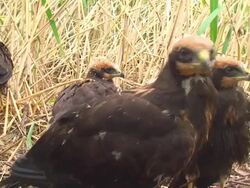 Marsh Harrier Close-up Stock Footage