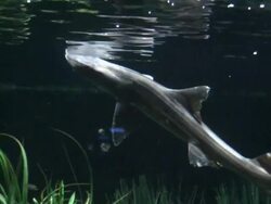 (HD1080i) Grey Smooth Houndshark / Hound Shark Stock Footage
