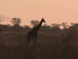 WS TS View of Griaffe almost silhouetted against sky and brush   / Central Kalahari Game Reserve, Botswana Stock Footage