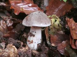CU Mushroom / Saarburg, Rhineland-Palatinate, Germany Stock Footage