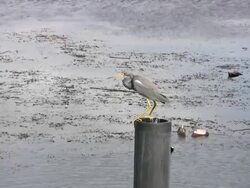 Heron Sitting on a Post Stock Footage