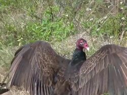 Closeup of a Vulture Stock Footage