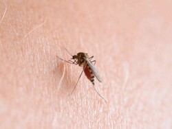 mosquito Stock Footage