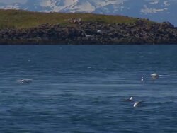 Gulls flock near an islet in a sea along the coast of Iceland. Stock Footage