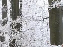 HD: Winter forest Stock Footage