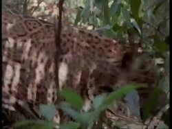 CU Jaguar walking quickly through undergrowth, South America Stock Footage
