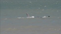 CLEAN : Whales in Uruguayan News Clip