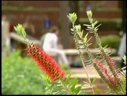 The University of Florida Campus Stock Footage