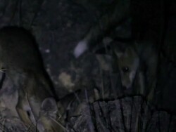 red fox (Vulpes vulpes) playing at night Stock Footage