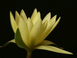 Waterlily opening, black background, time lapse. Stock Footage