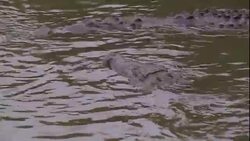 A crocodile lunges toward bait attached to a line. Stock Footage