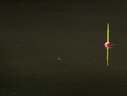 Fishing Bobber With Dragonfly Stock Footage