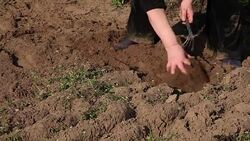 Woman weeding flowerbed with hoe Stock Footage