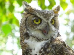 Great Horned Owl, Turning and Blinking Stock Footage