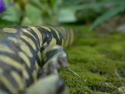 Tiger Salamander walking Stock Footage
