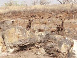 MS Shot of three wild goats standing on rocky hill / kauai, hawaii, united states Stock Footage