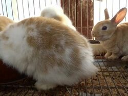 CU Shot of baby rabbit / Kanazawa, Ishikawa Prefecture, Japan Stock Footage