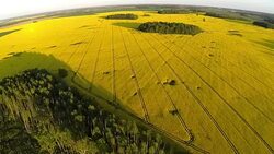 Rapeseed field areal view Stock Footage