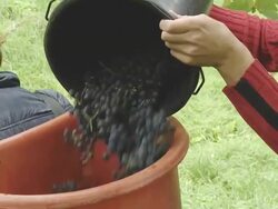 HD: Harvesting Grapes Stock Footage