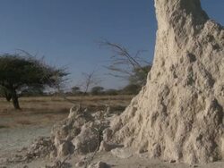 Termite mound detail, tilt up, Etosha National Park, Namibia Stock Footage