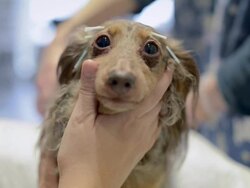 Acupuncture Therapy For Dogs Attracts Dog Owners Stock Footage