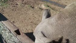 The survival of the northern white rhinoceros and dozens of other species could hinge on the collection amassed over nearly 40 years that has become the largest gene bank of its kind: The Frozen Zoo. (Feb. 11) News Clip