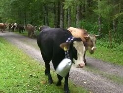 MS Viehscheid at Schollang near Oberstdorf, ceremonial driving down of cattle from mountain pastures into valley in autumn at Allgau Alps / Oberstdorf, Bavaria, Germany Stock Footage