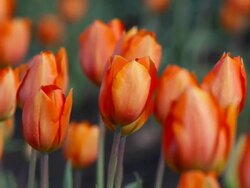 tulips in field Stock Footage