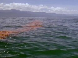 MS Leaves drifting on ocean / Guanacaste, Costa Rica Stock Footage