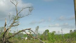 Tornado weather damaged trees Stock Footage