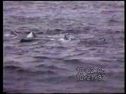 USA - Killer whale instinct revealed News Clip