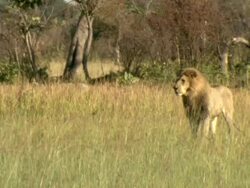 MS TS Shot of lion running through floodplain grasslands / Okavango Delta, North-West District, Botswana Stock Footage
